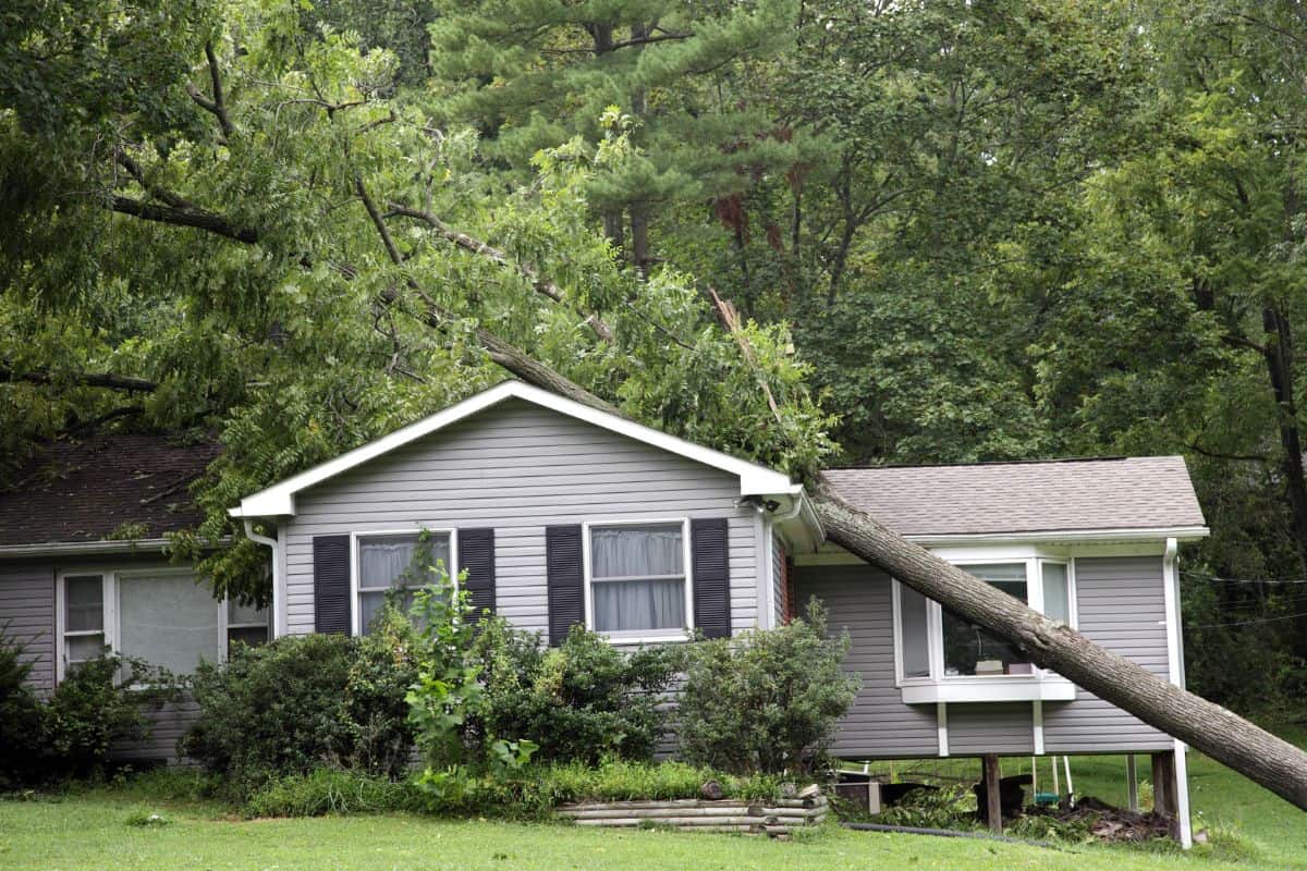 Fallen tree on top of grey bungalow house stock photo