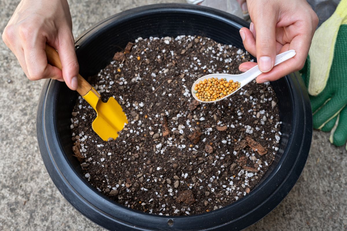 Farmer filling an Osmocote fertilizer into soil before planting. Osmocote is a controlled-release fertilizer contains a thoughtfully blended mix of nitrogen, phosphorous and potassium.