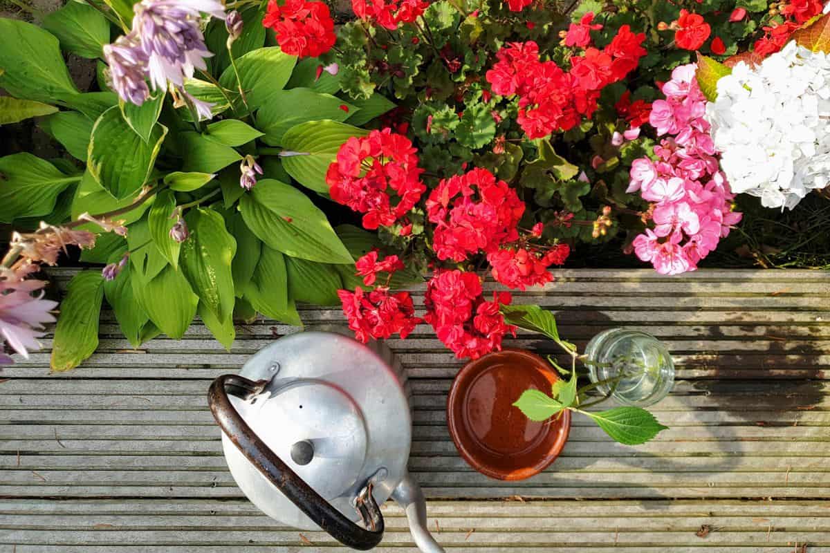 Looking down at the wooden decking of the patio with colorful blooming flowers, a glass jar with a plant cutting and a metal water kettle, outdoor gardening in the summer.