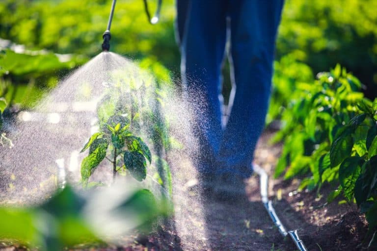 woman farmer in the garden cultivates and spray vegetables from diseases and insects of parasites. - Insecticide Granules Vs. Spray - Which Is Best For Your Lawn & Garden?