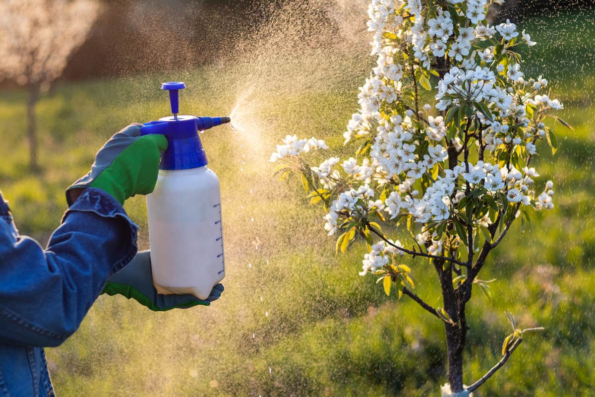 Farmer with protective gloves spraying a blooming fruit tree against plant diseases and pests. 
