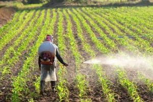 Farmers injected fertilizers and chemicals into the corn field with equipment in the morning at sunrise, How to Properly Use Insecticide to Kill Insects Without Harming Grass or Grass Seed?
