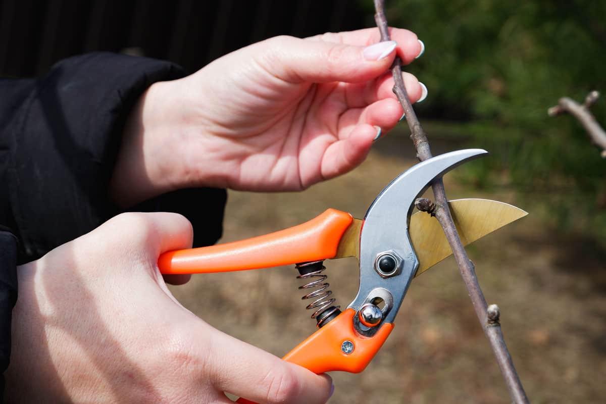 Female hands with pruning shears carry out garden pruning