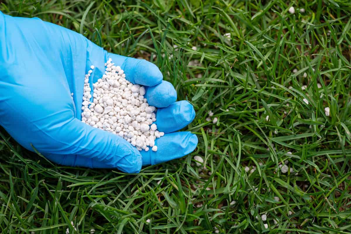 Fertilizing grass blue plastic safety gloves