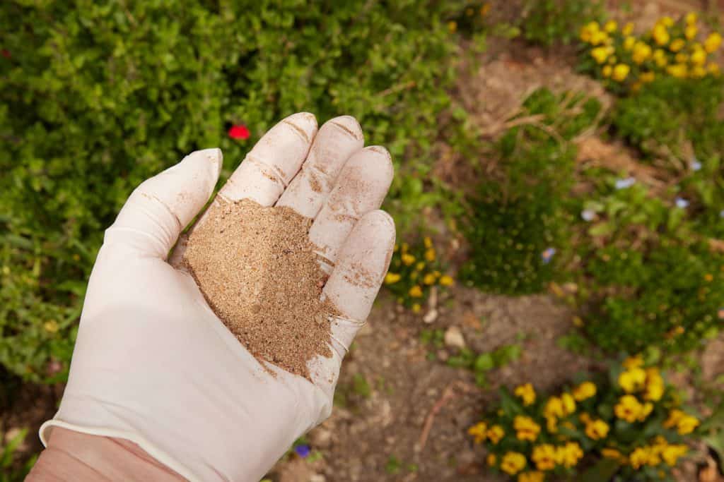 Fish Blood and Bone Meal fertilizer seen in a hand, covered in a plastic glove.

