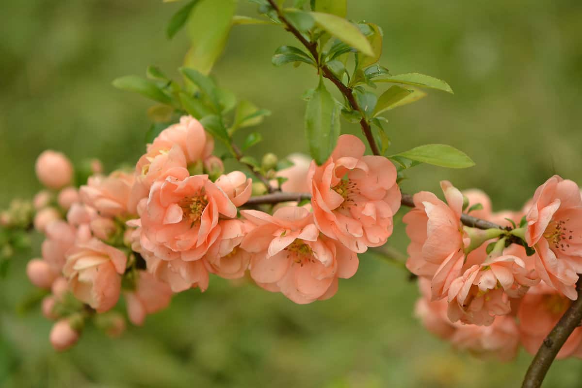 Flowering Quince close up