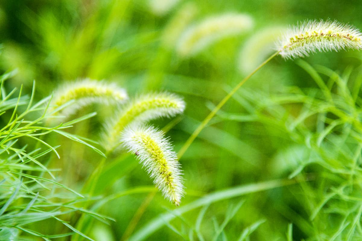 Foxtail field in the nature