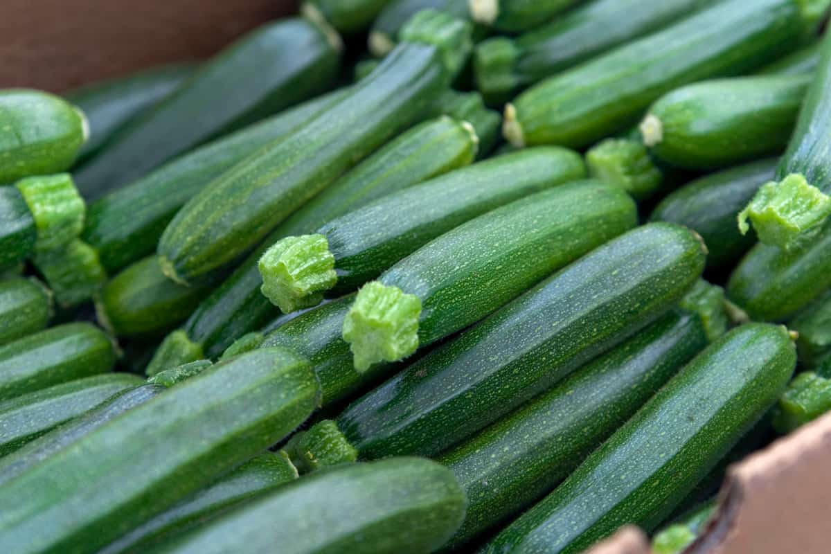 Freshly harvested zucchinis from the farm
