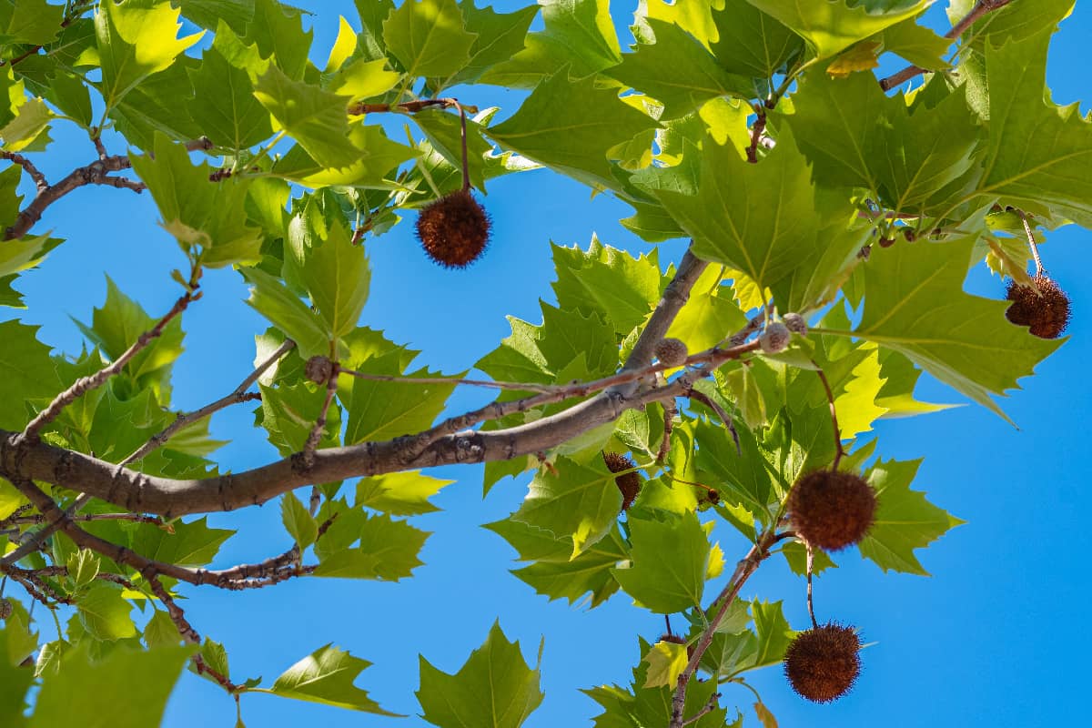 Fruits of american sycamore plane tree