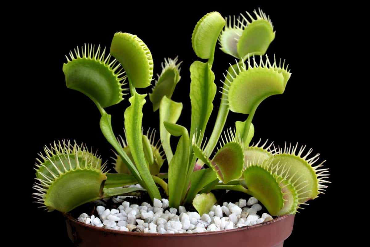 Fully grown Venus flytrap on a pot