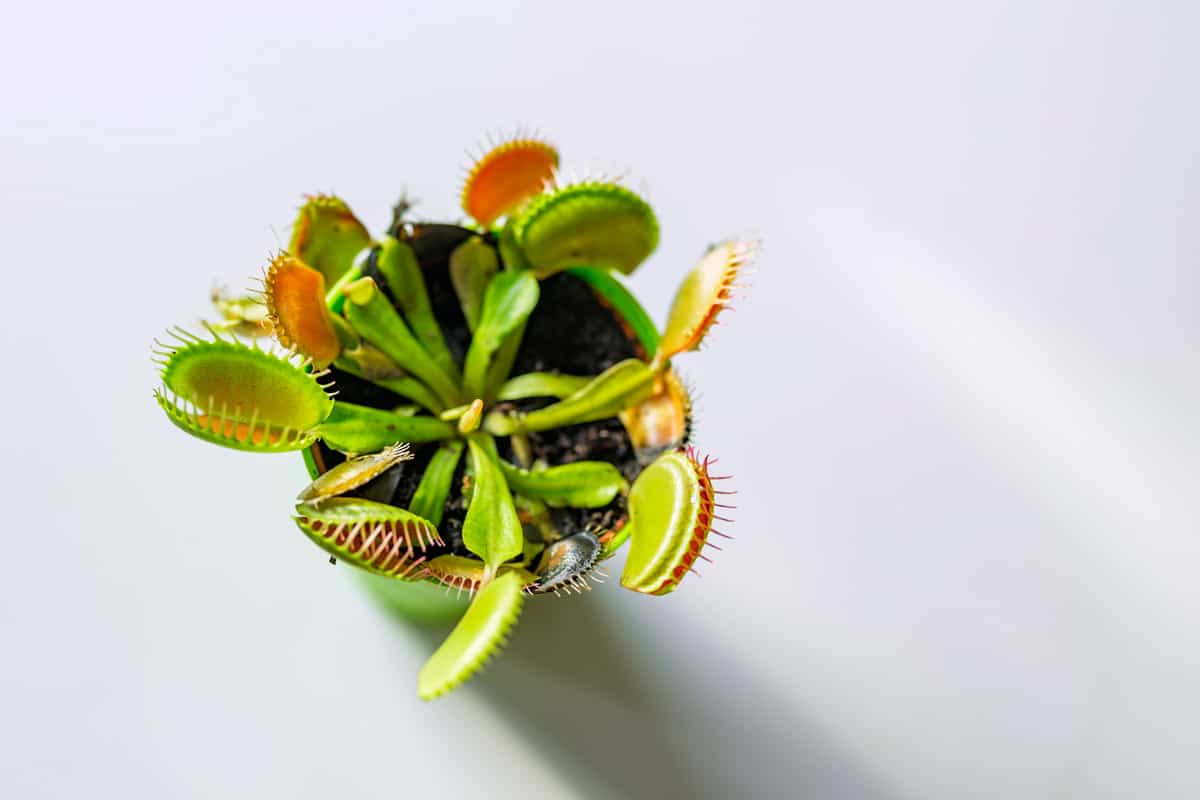 Fully grown Venus flytrap planted in a green pot