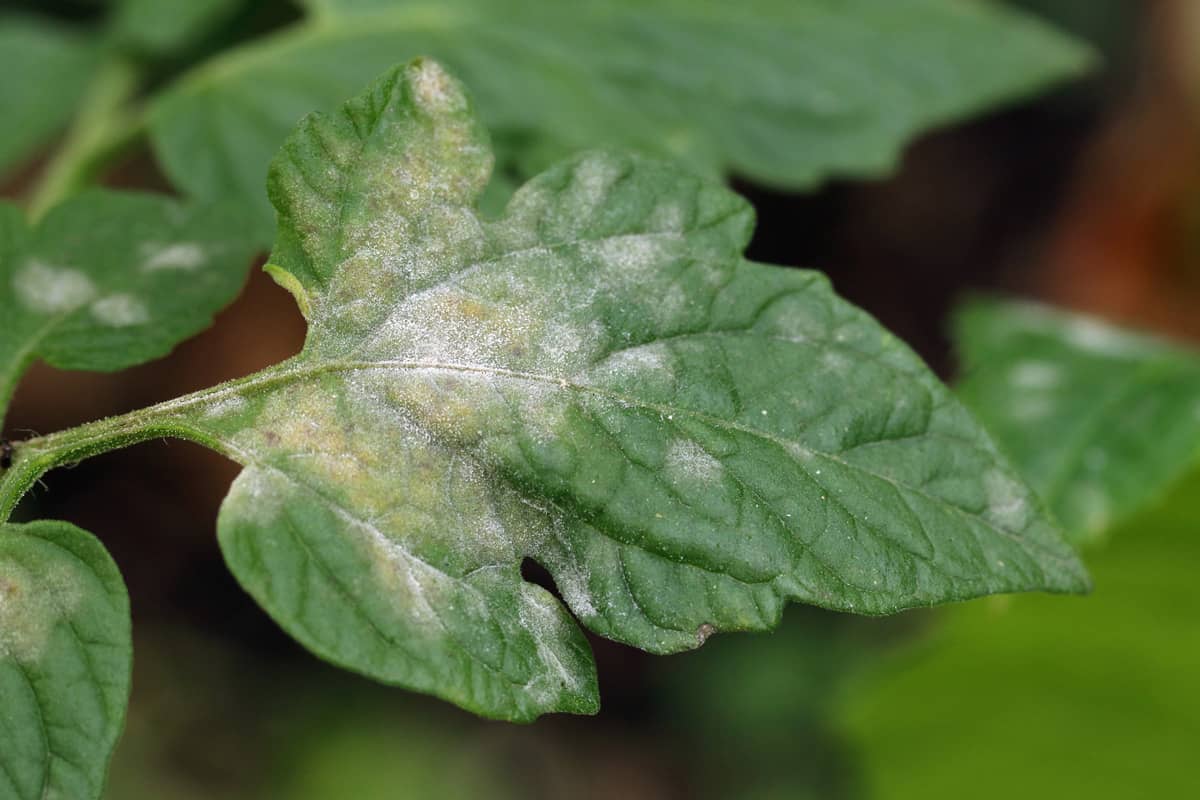 Fungal disease powdery mildew on a tomato leaf. White plaque on leaves.