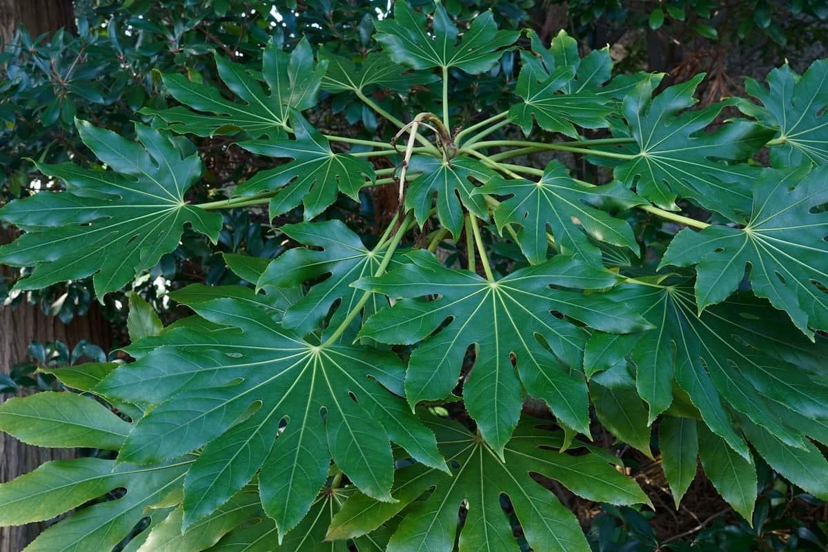Glossy-leaf paper plant (Fatsia japonica). Called Fatsi, Big-leaf paper plant, Figleaf palm, Formosa rice tree, Paperplant, False castor oil plant and Japanese aralia also