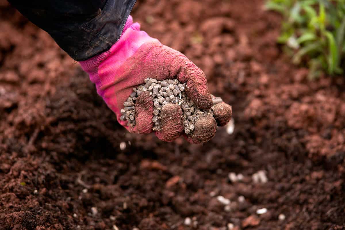 Gardener adding chicken manure pellets to soil ground for planting in garden
