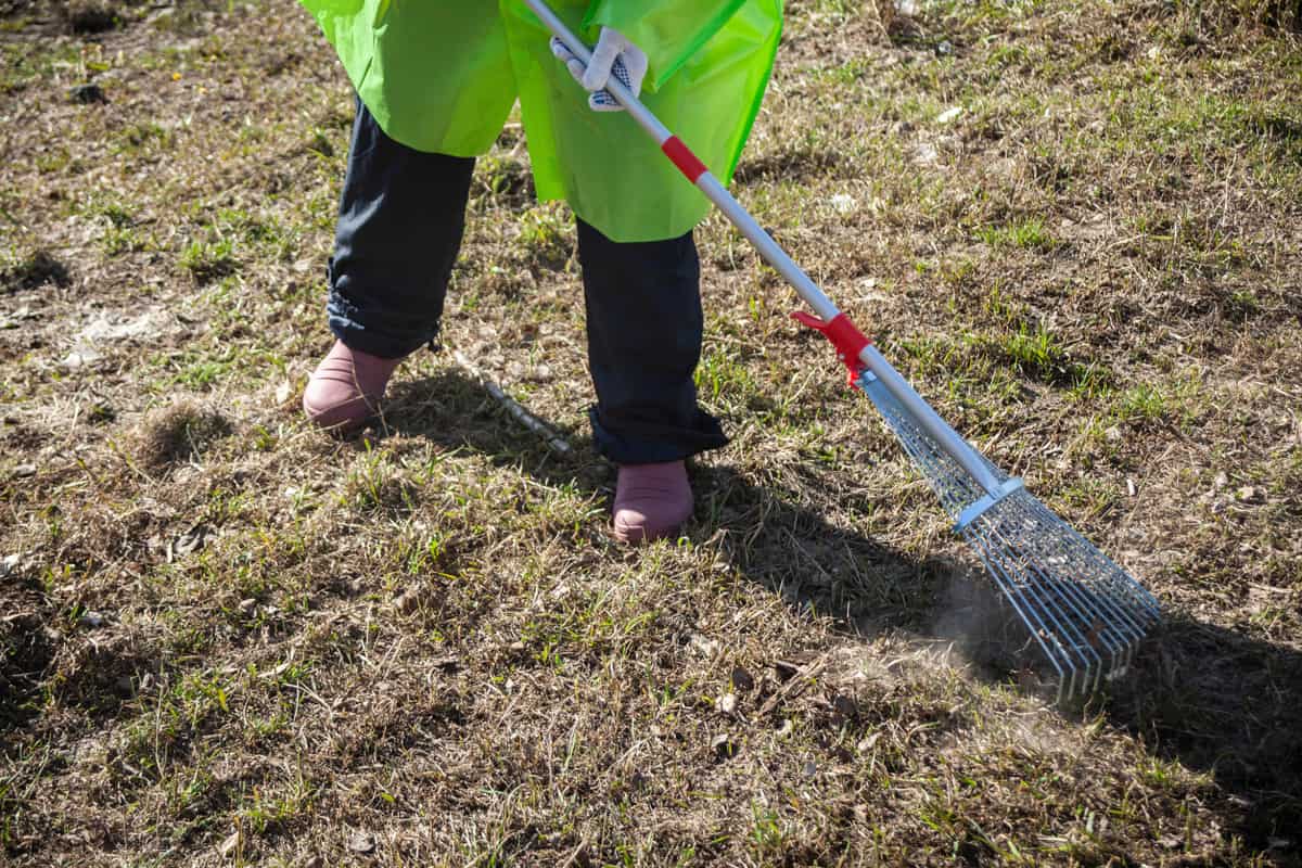 Gardener cultivating the soil using a small rake