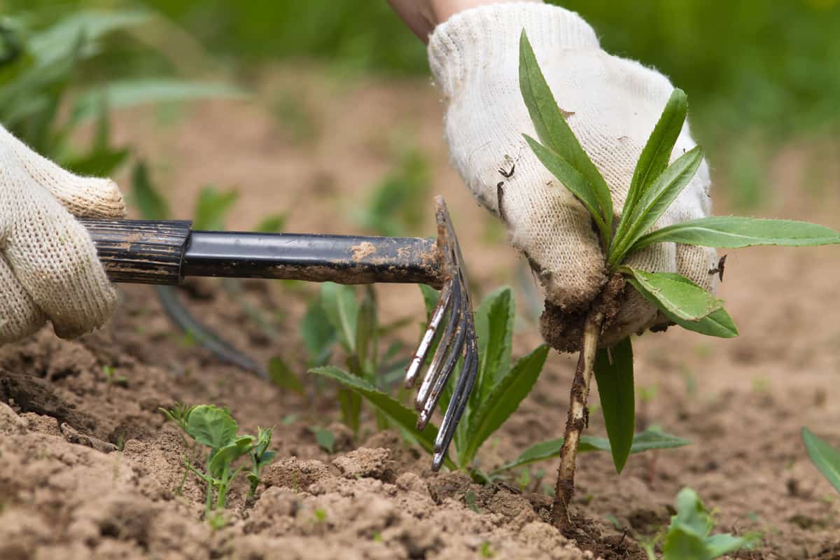 Gardener cultivating the soil