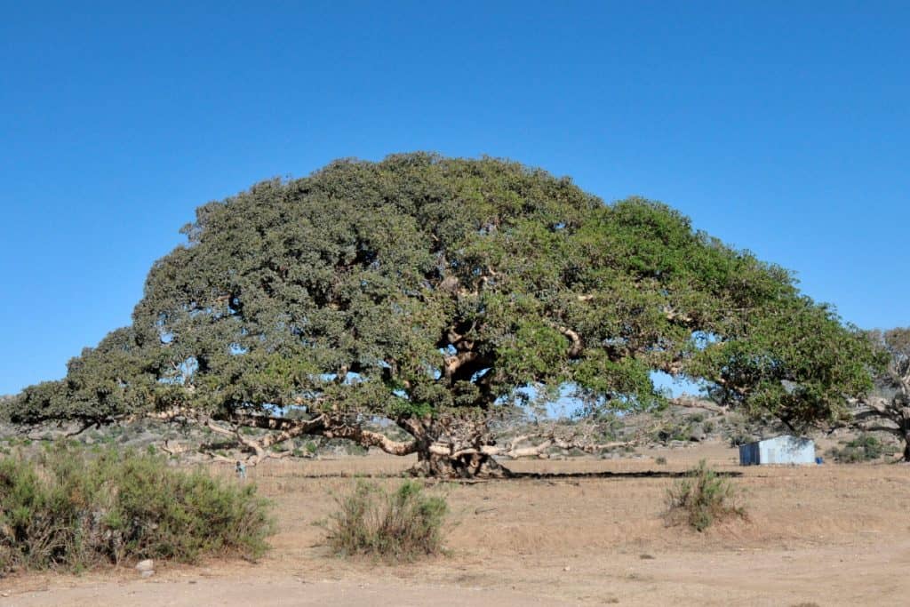Giant Sycamore tree near Segeneyti