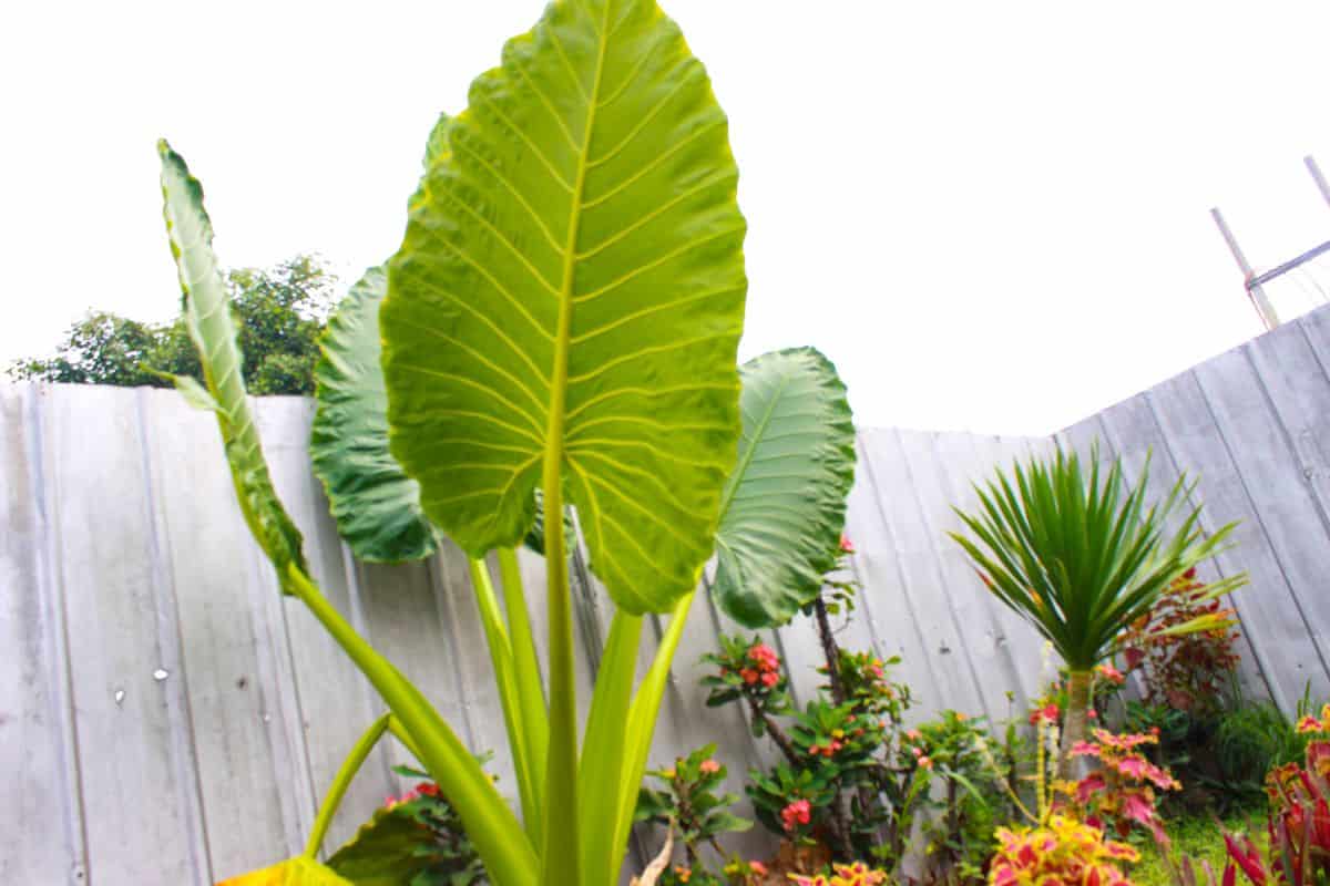 Giant Taro Plant, a species of Elephant’s-ears. Alocasia Macrorrhizos. Big Green Leaves