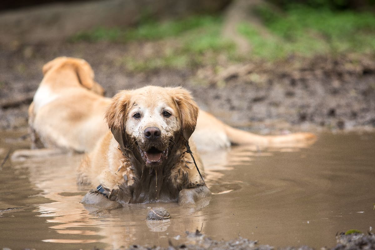 Golden retriever couple cooling off in a mud puddle after playing fetch the ball on summer day.