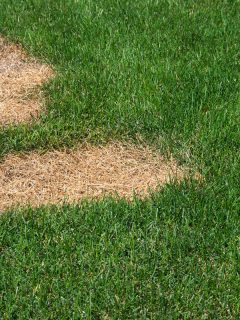 Green lawn with dead spot, Should You Pull Up Dead Grass? [Best Ways To Do It!]