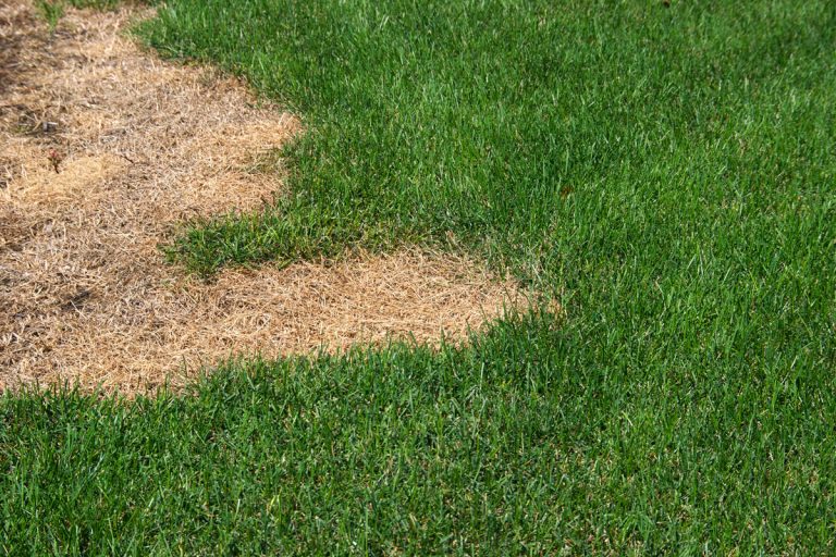 Green lawn with dead spot, Should You Pull Up Dead Grass? [Best Ways To Do It!]