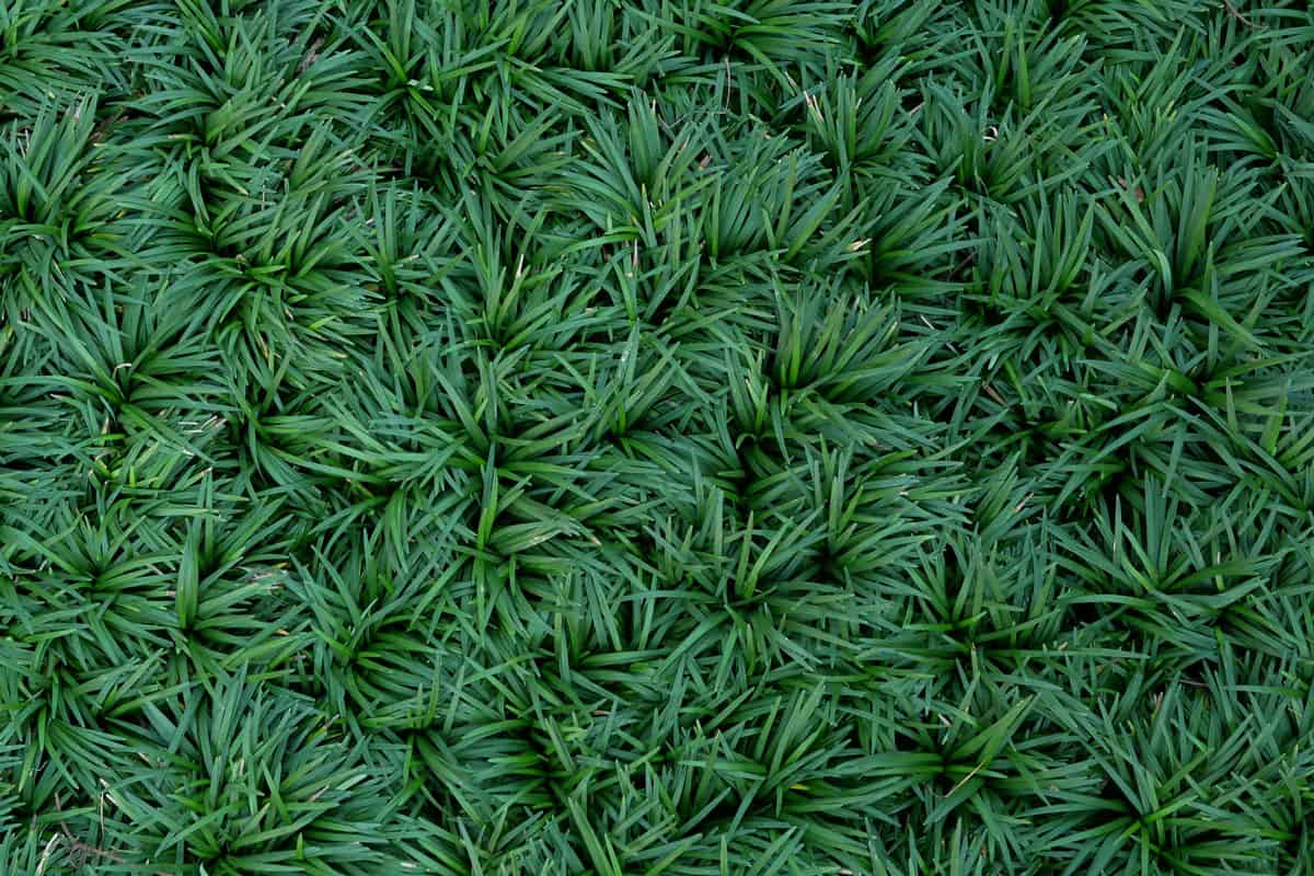 Green leaves plant Mondo Grass Ophiopogon Japonicus garden