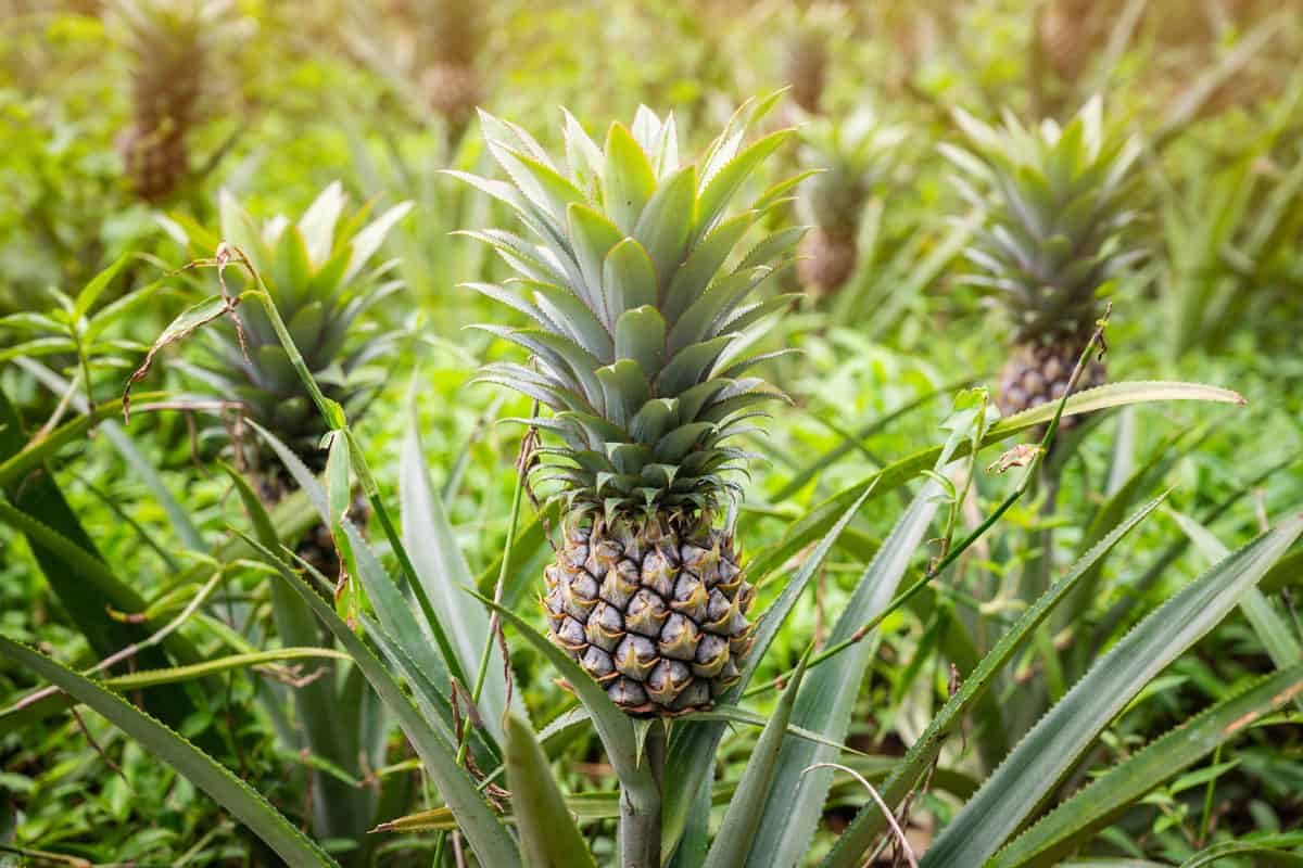 Group of pineapple fruits grow in plantation field