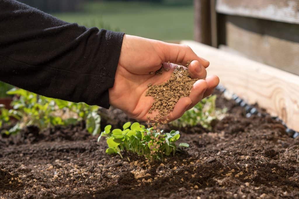 how to use organic fertilizer for organic farming or gardening; hand holding fertilizer close to soil or growing media - non gmo; how and what to feed your seedlings
