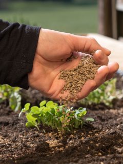 how to use organic fertilizer for organic farming or gardening hand holding fertilizer close to soil or growing media - non gmo how and what to feed your seedlings - Does Bone Meal Attract Animals