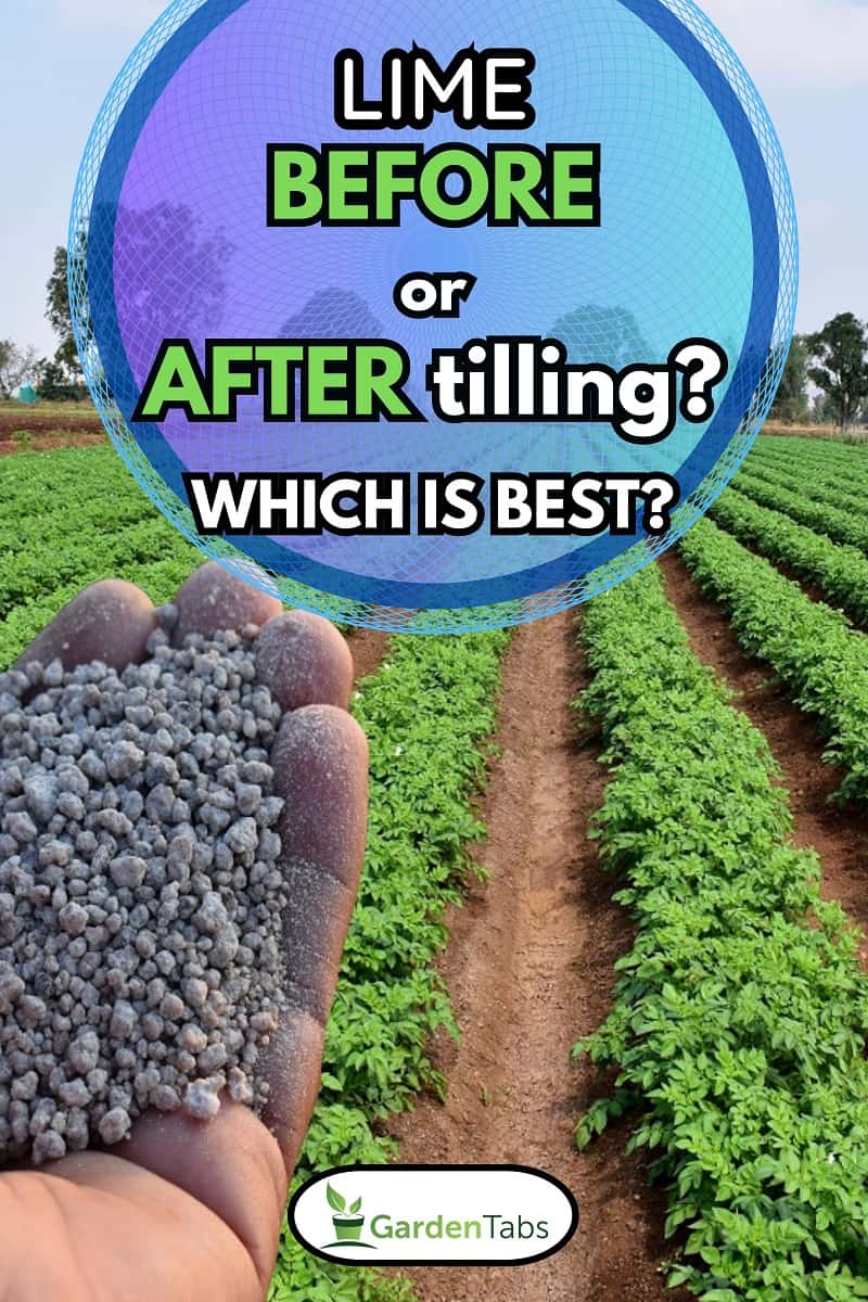 Hand holding agriculture fertilizer or fertiliser granules with background of farm or field, Lime Before Or After Tilling? Which Is Best?