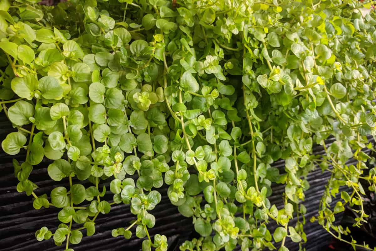 Hanging creeping jenny on the wall