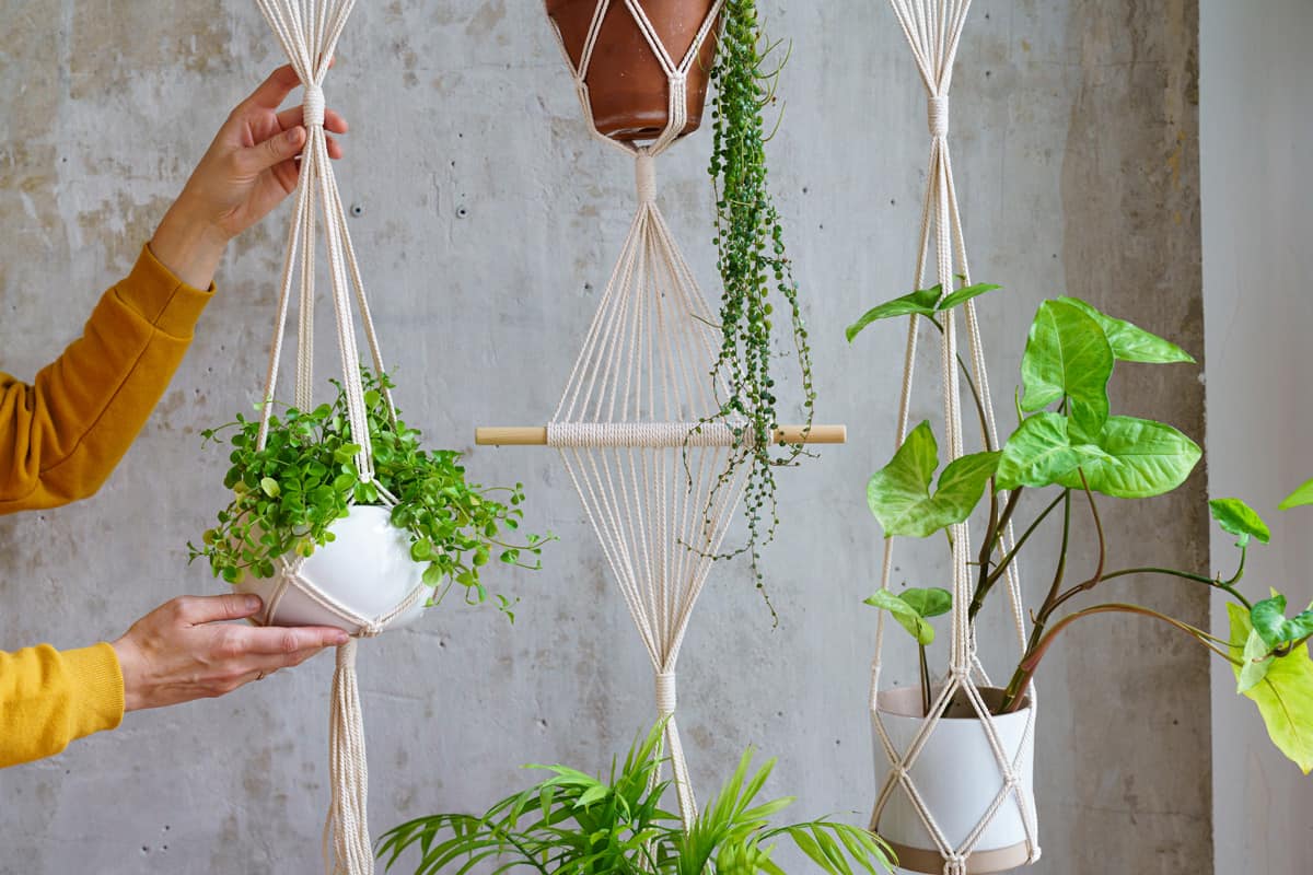 Hanging plants on the curtain rods