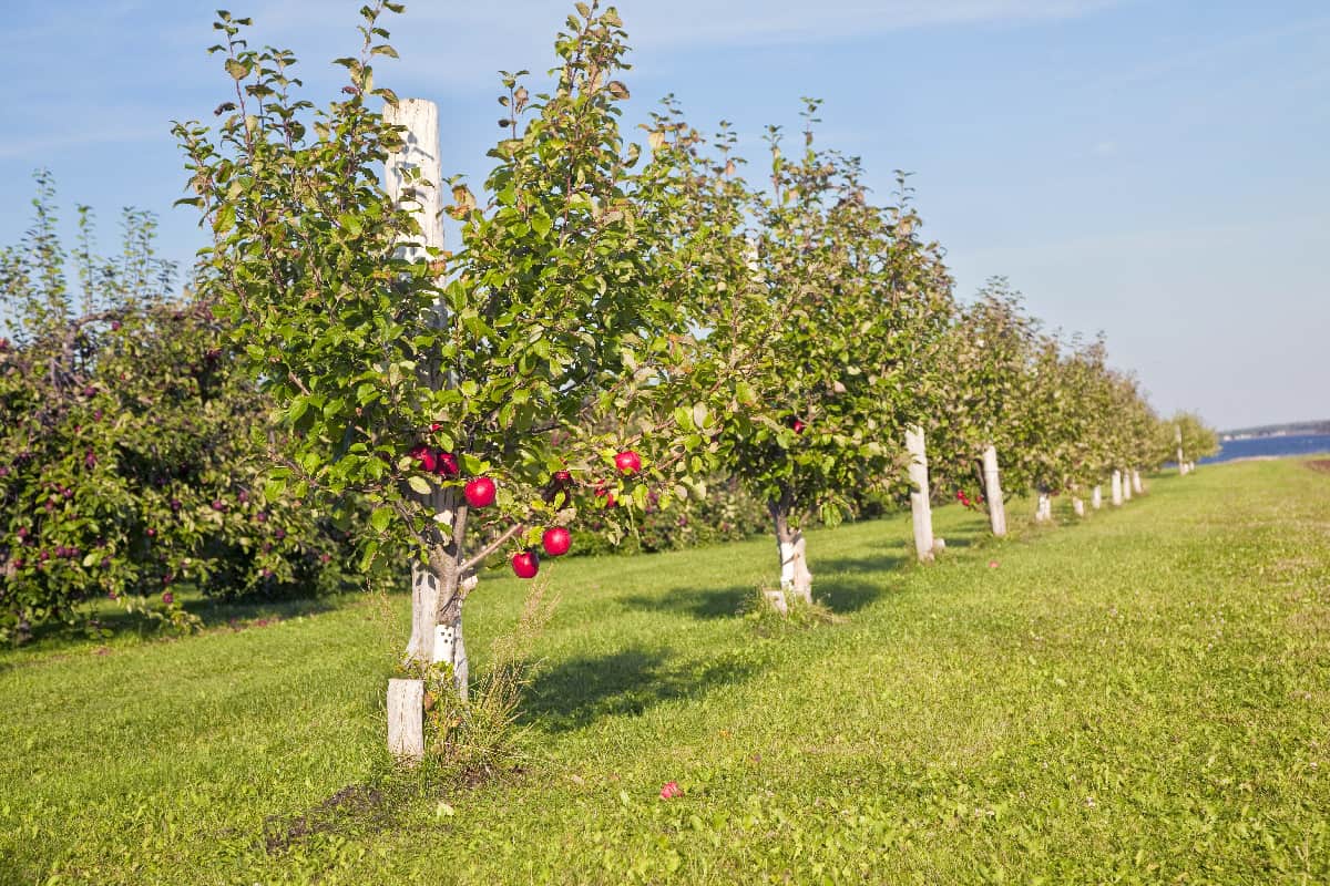 Honeycrisp apple trees in a farm orchard