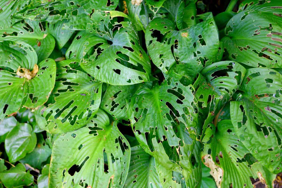 Hosta plant damaged by snails and slugs