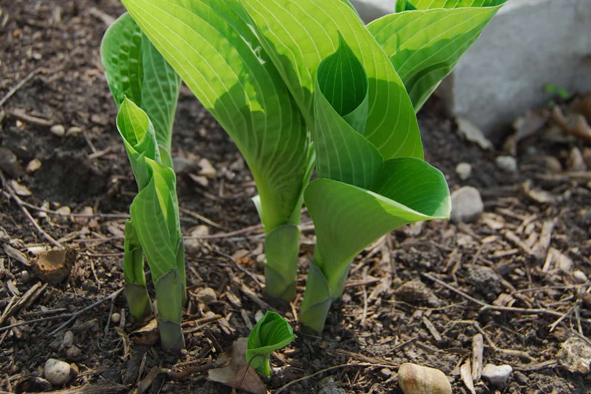 Hosta plants begin their journey of growth