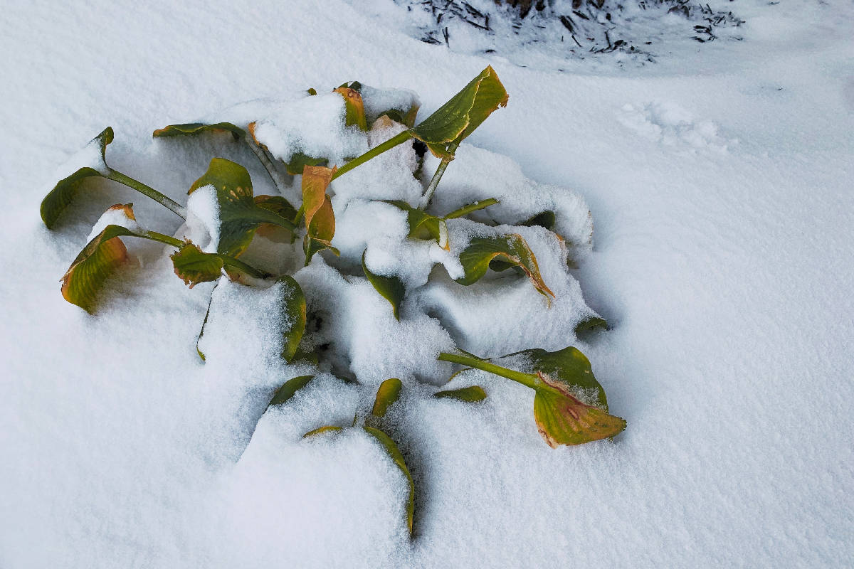 Hostas frozen in shallow snowfall