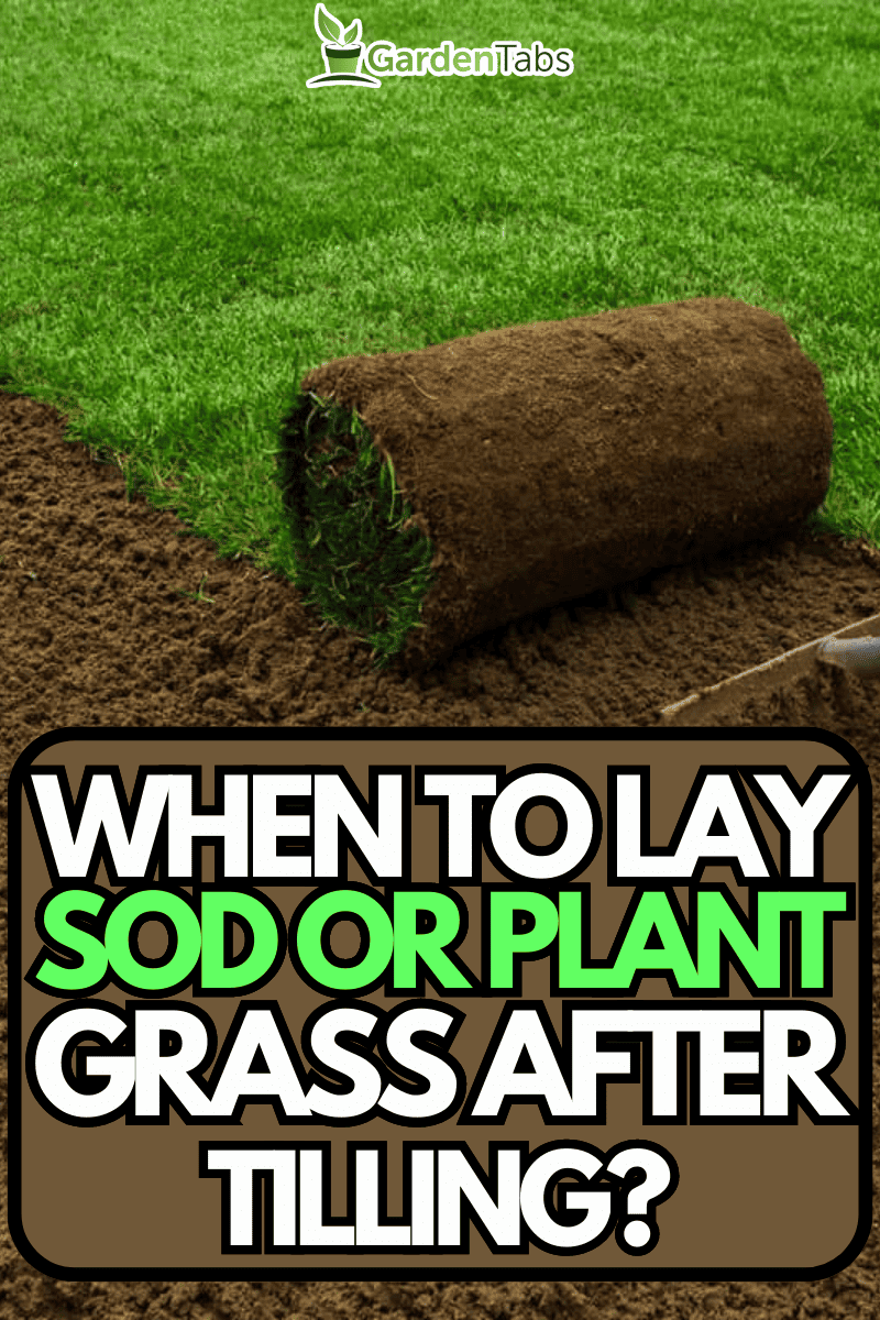 How Long After Tilling Can You Lay Sod Or Plant Grass?