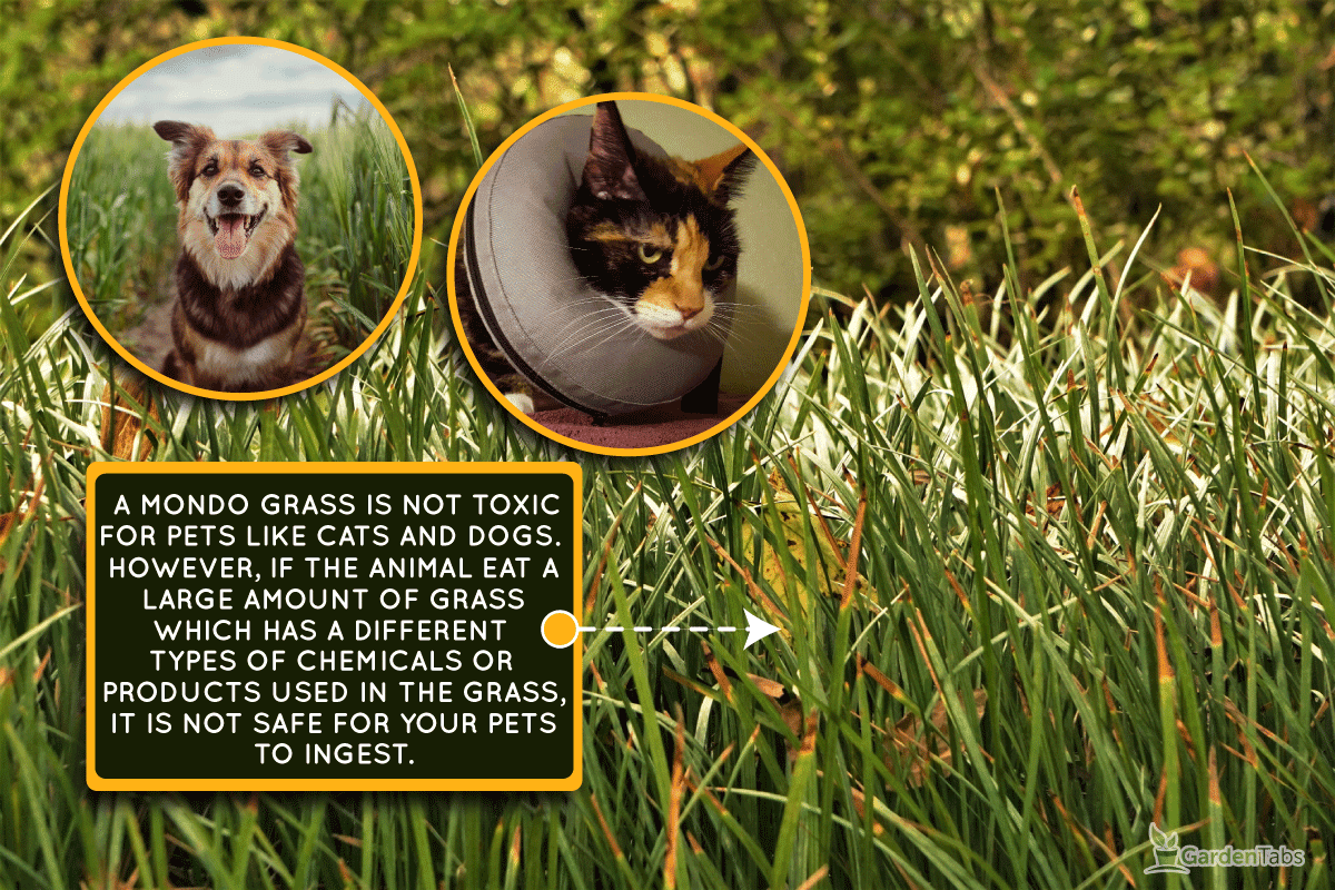 Monkey Grass or Dwarf Mondo Grass, Is Mondo Grass Toxic To Cats Or Dogs?