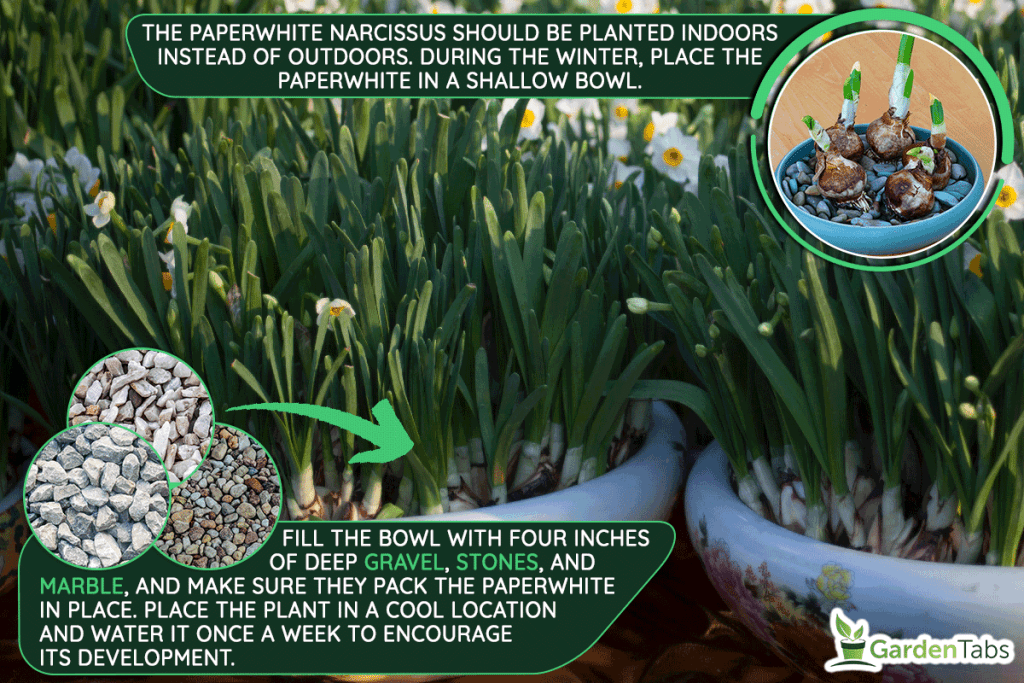 Bunch-flowered narcissus in the pot, How To Overwinter Paperwhites