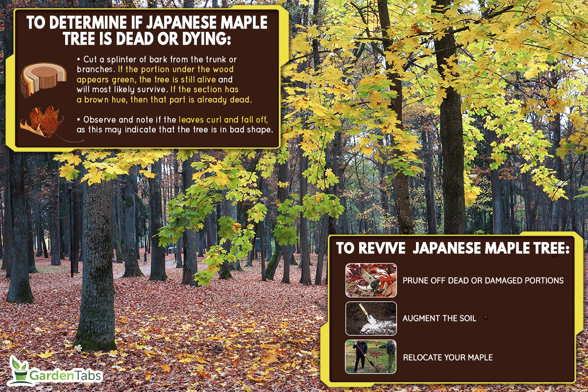 Yellow leaves of maple and trunks of deciduous trees in park in autumn, How To Tell If A Japanese Maple Is Dead - And How To Revive It