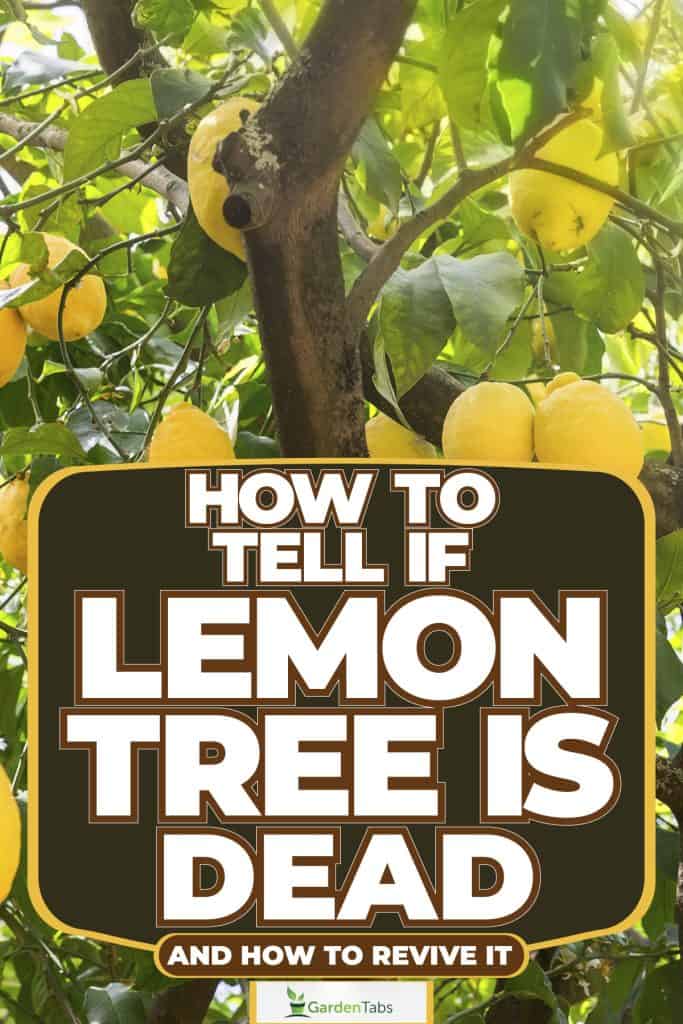 Healthy lemon tree with lots of ripe bearings ready for harvest, How To Tell If Lemon Tree Is Dead [And How To Revive It]