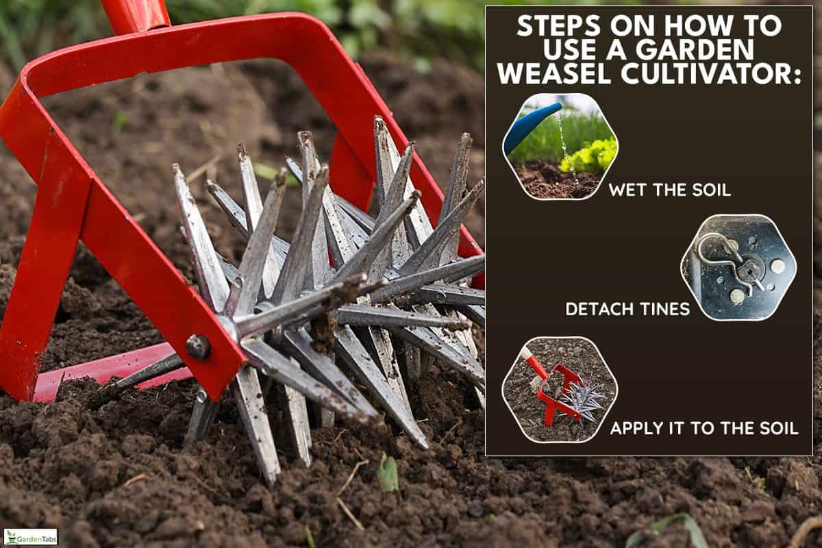 Cultivating a garden soil using garden weasel, How To Use A Garden Weasel Cultivator?