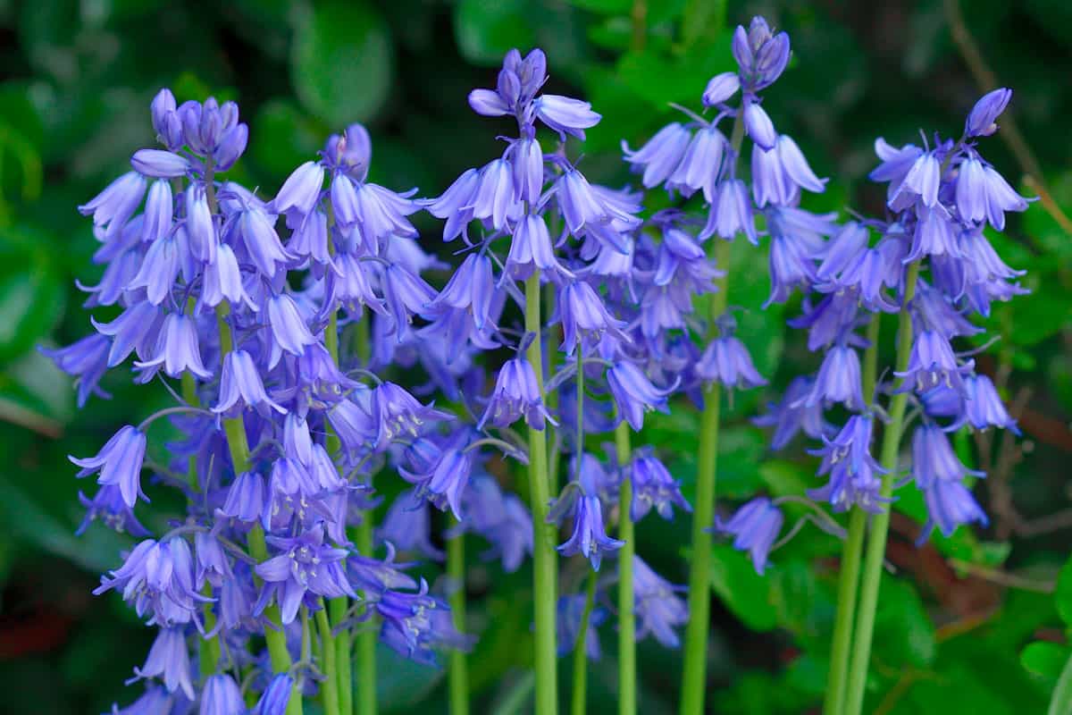 Hyacinthoides hispanica, commonly called Spanish bluebell or wood hyacinth, is a bulbous perennial