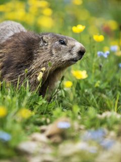 In the middle of the green and flowery meadow under the mountain, a curious marmot looks at the surroundings, a wildlife scene with wild nature.Funny picture, detail of the groundhog. Selective focus - How To Keep Groundhogs Out Of Your Garden