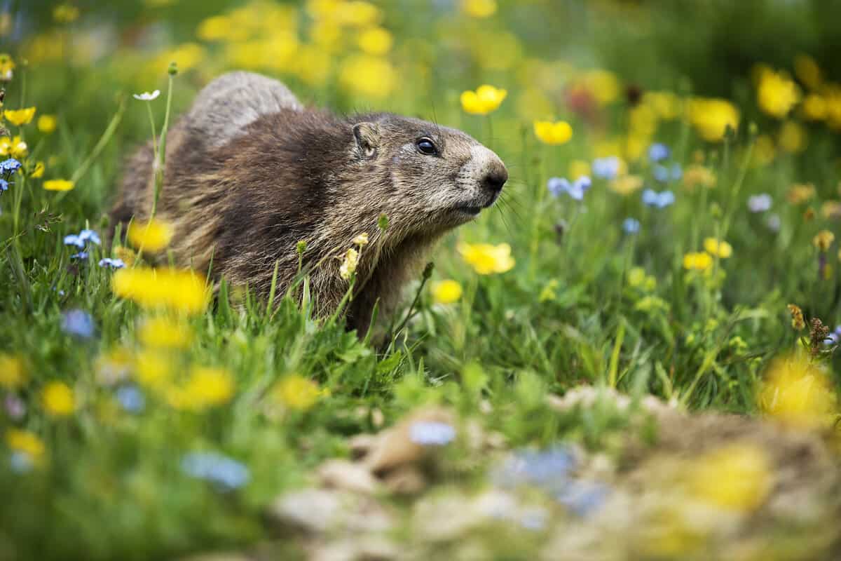 In the middle of the green and flowery meadow under the mountain, a curious marmot looks at the surroundings, a wildlife scene with wild nature.Funny picture, detail of the groundhog. Selective focus