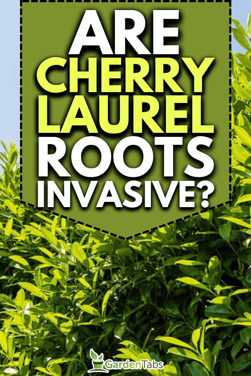 Does Cherry Laurel Have Invasive Roots