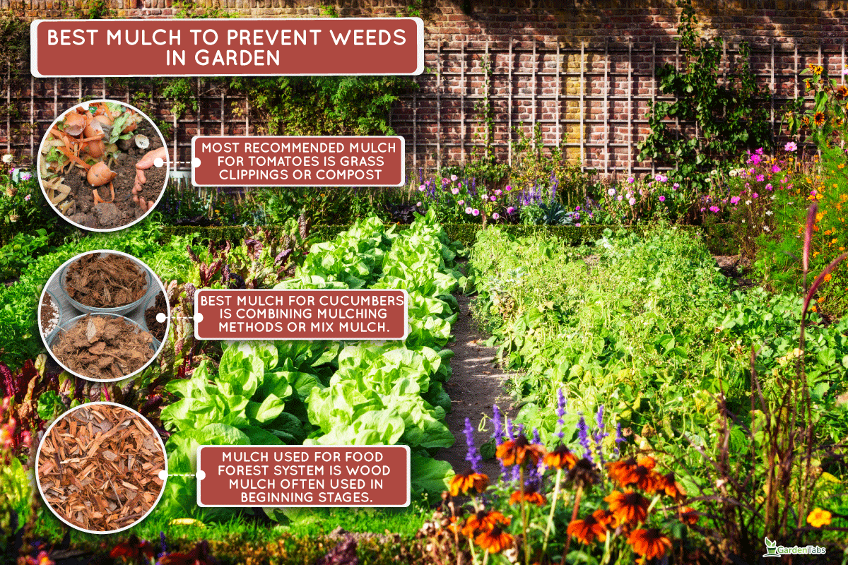 Vegetable garden in late summer. Herbs, flowers and vegetables in backyard formal garden, Is Gorilla Hair Mulch Good For Your Vegetable Garden?