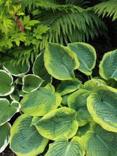 Large Hosta leaves with ferns and pink Bleeding Hearts, How To Stop Hostas From Spreading?