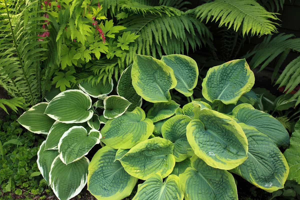 Large Hosta leaves with ferns and pink Bleeding Hearts