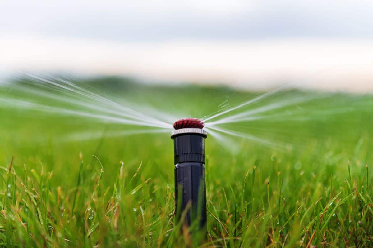 Lawn watering with automatic irrigation system with a sprinkler.